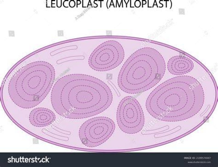 Are leucoplasts found in potatoes?