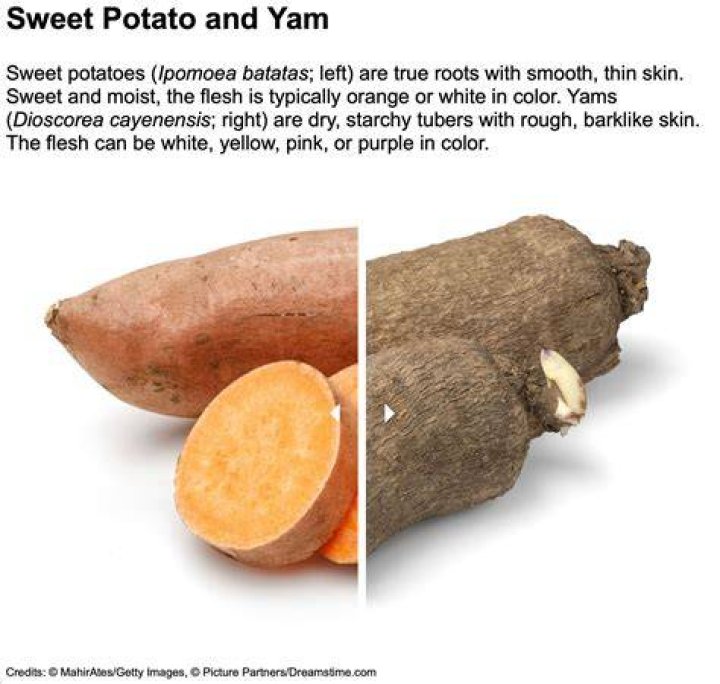 Are yams and cassava the same?