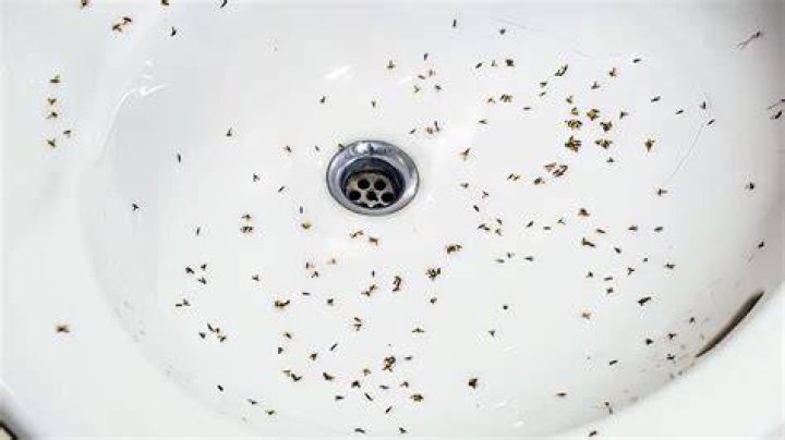 Do bugs lay eggs in potatoes?