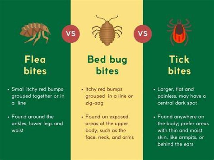 Do fleas bite in triangles