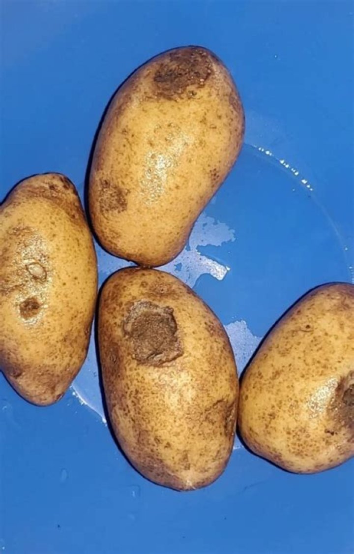 Do soft potatoes taste bad