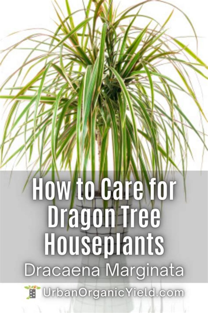dragon plant care
