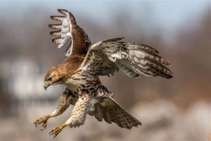 hawk is ready to migrate