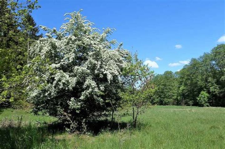 hawthorn tree