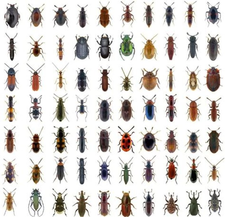 house beetles identification