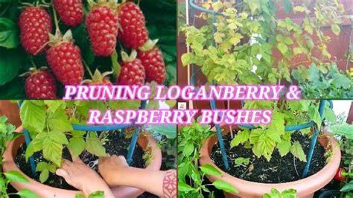 How big do loganberry bushes grow