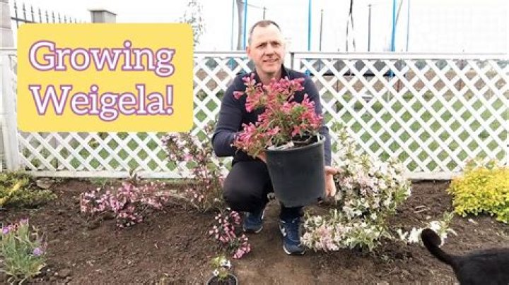 How fast does weigela grow