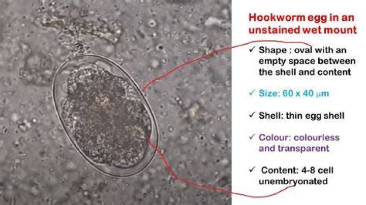How long does it take for hookworm eggs to hatch