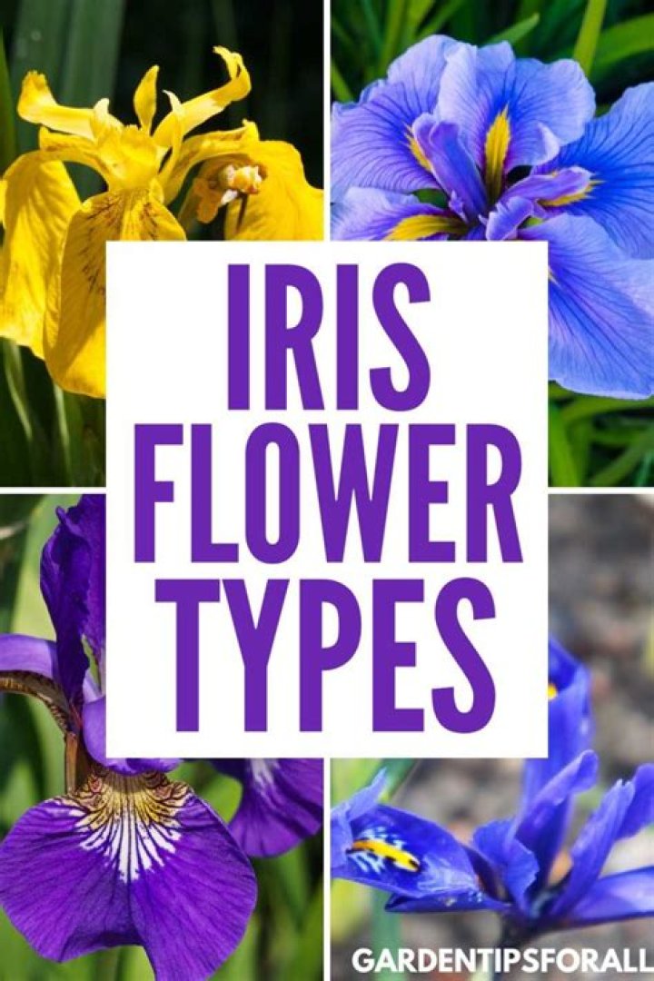 Iris flower types - How To Discuss