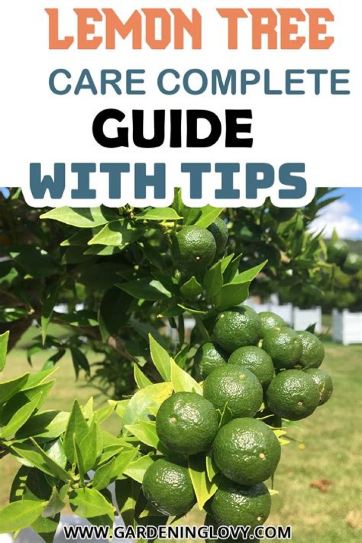 Lemon tree care - How To Discuss