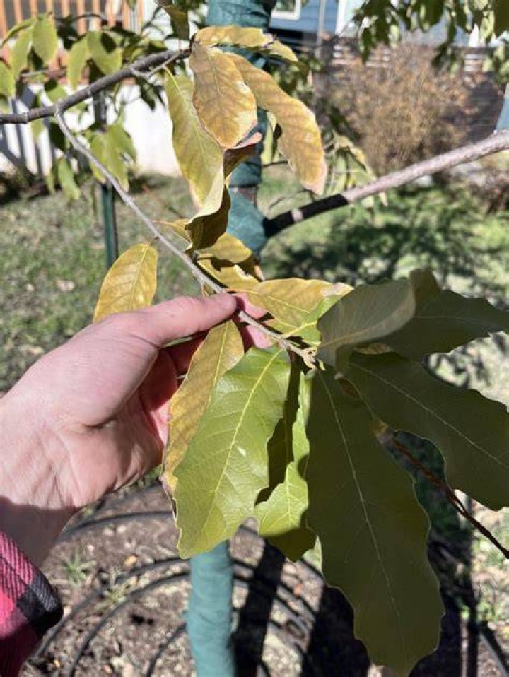 Monterrey Oak - How To Discuss