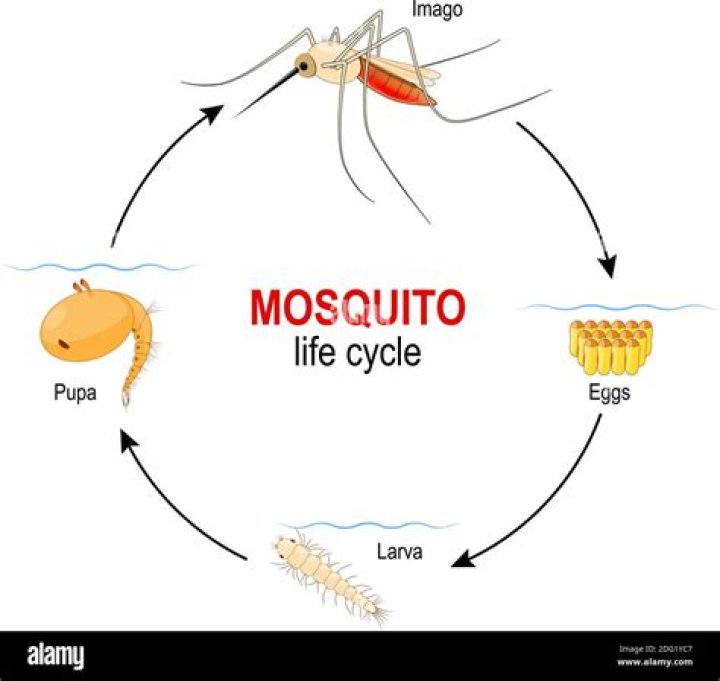 mosquito