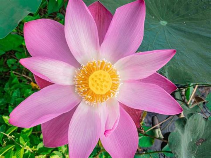pink lotus