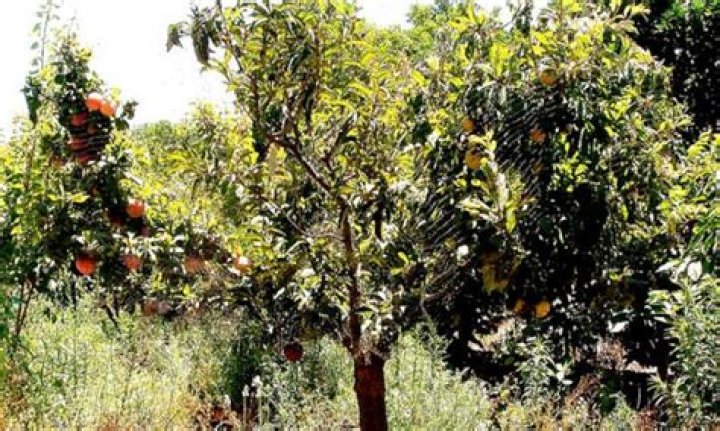 pluot tree
