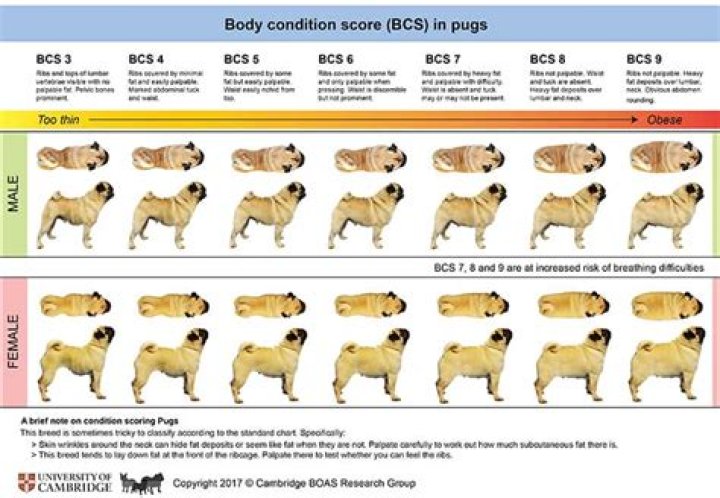 Pug Weight - How To Discuss
