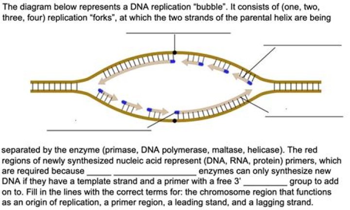 Replication Bubble - How To Discuss
