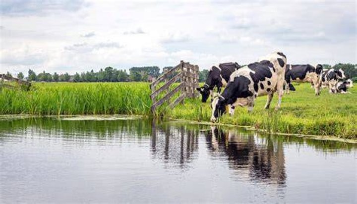 What Do Cows Drink - How To Discuss