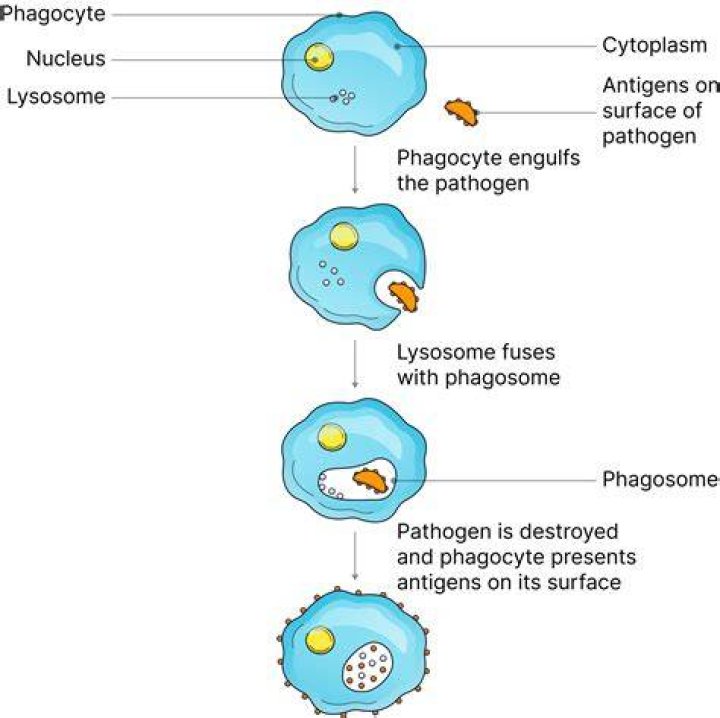 What is phagocytosis and what function does it serve